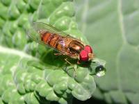 1_Syrphidae