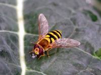 Syrphidae-08