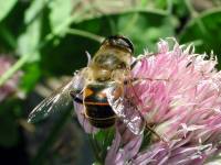 Syrphidae-tenax