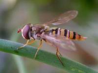 syrphide