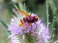 volucella-zonaria