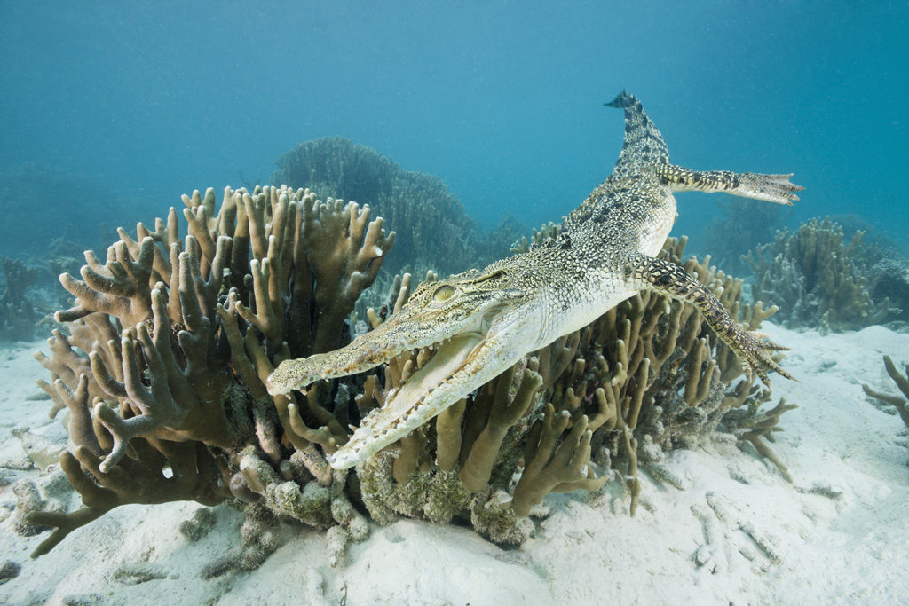 predatori marini coccodrillo marino
