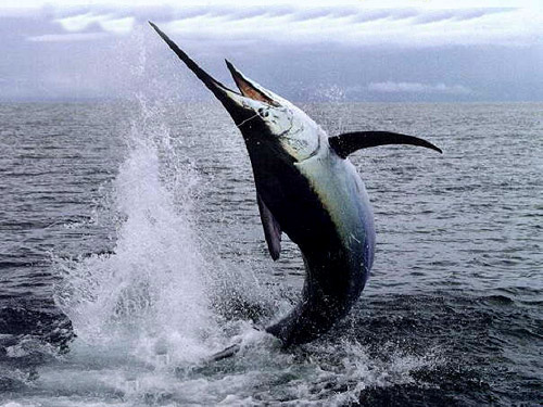Predatori marini
