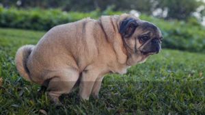 cane