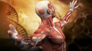 corpo umano