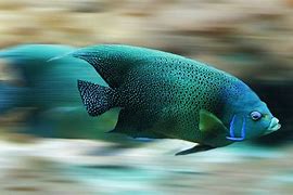 Animali veloci