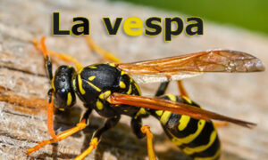 la vespa