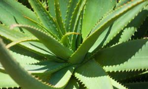 aloe