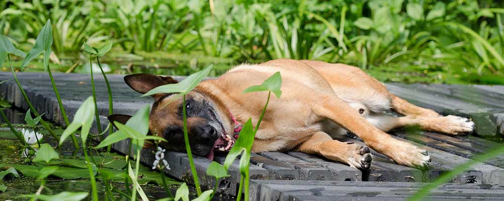 Cane che ha caldo