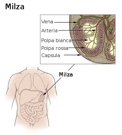 La milza