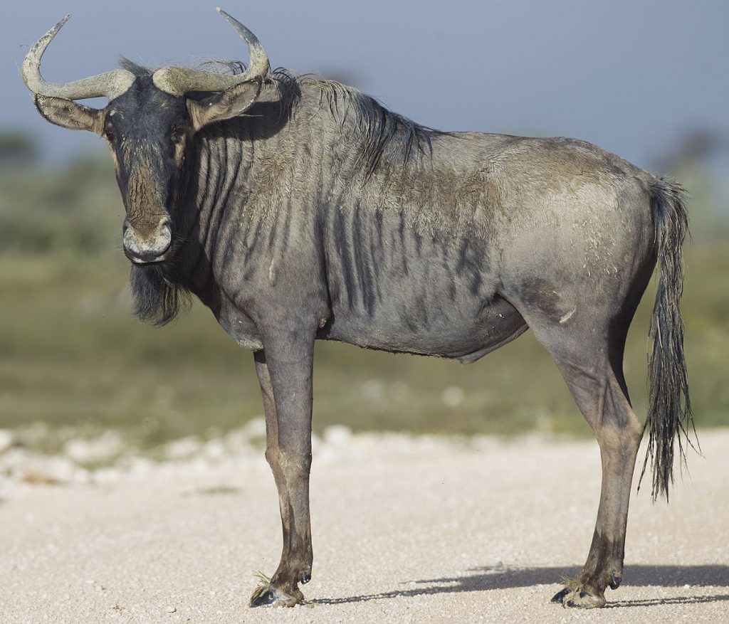 gnu
