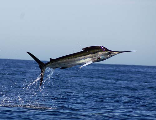 blue marlin animali veloci