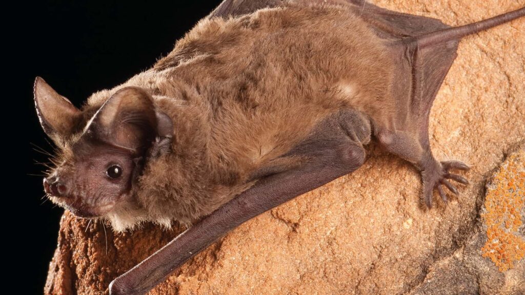 pipistrello