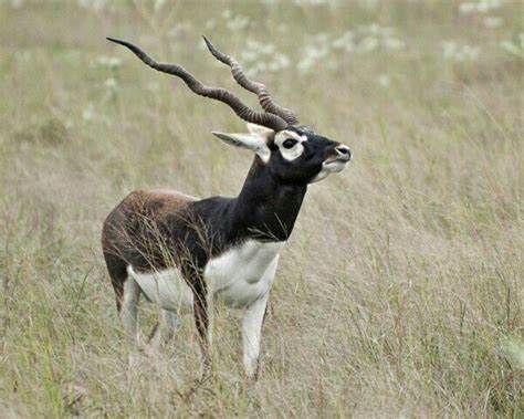 antilope cervicapra