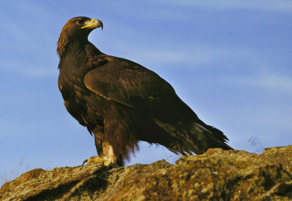 aquila reale animali veloci