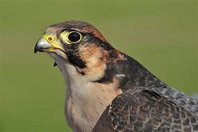 falco pellegrino animali veloci
