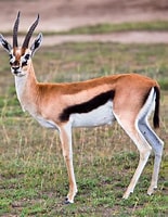 gazzella