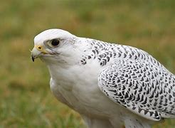 Girifalco