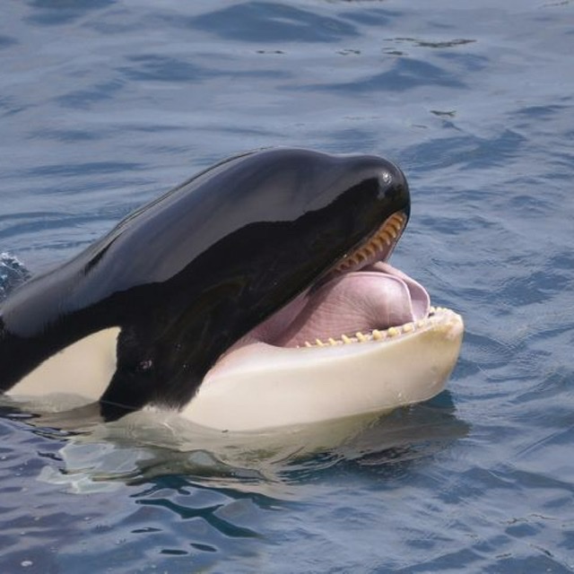predatori marini Orca
