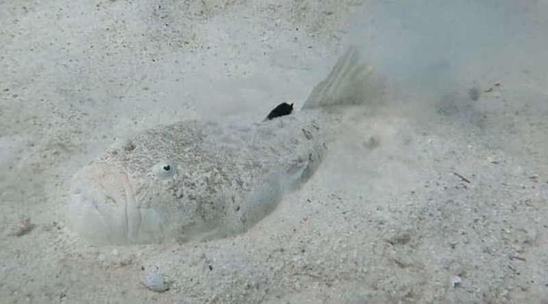 Pesce Prete mimetizzato