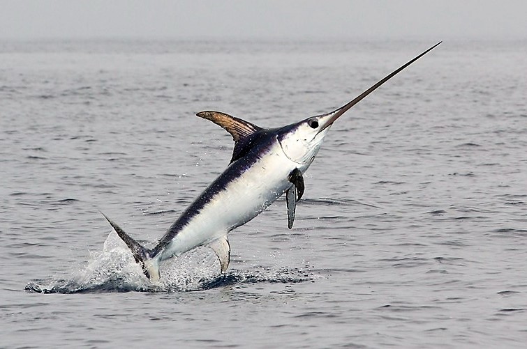 pesce spada animali veloci