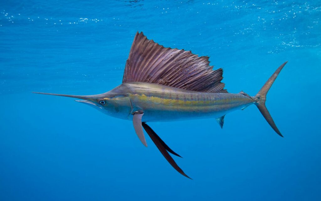 pesce vela