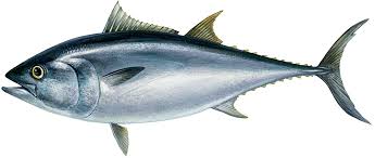animali veloci Tonno rosso
