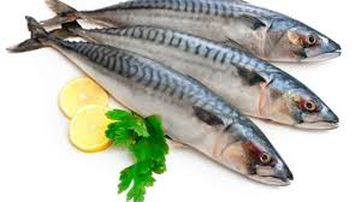 Omega 3 Sgombri
