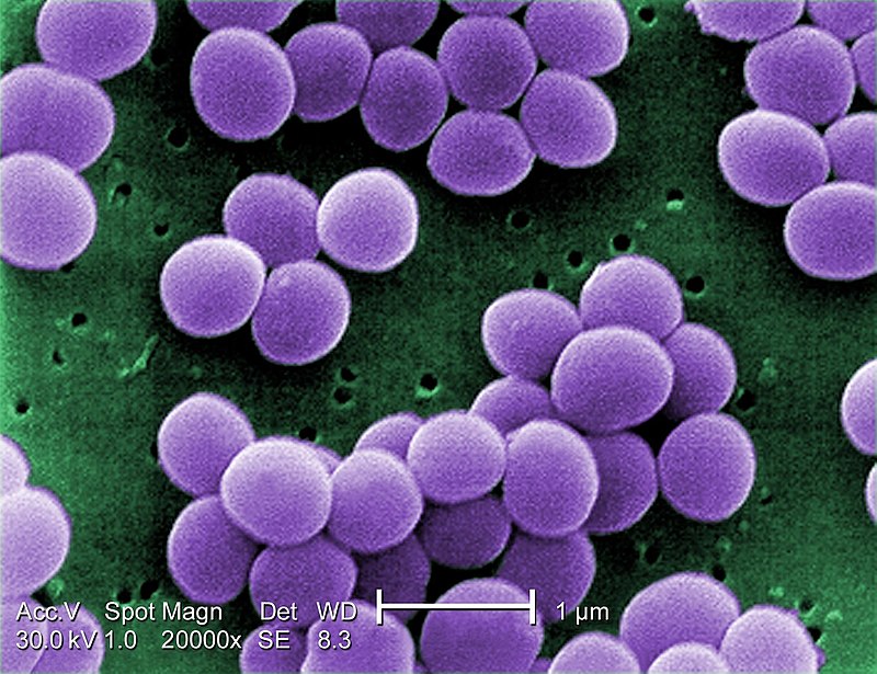 batterio Staphylococcus aureus