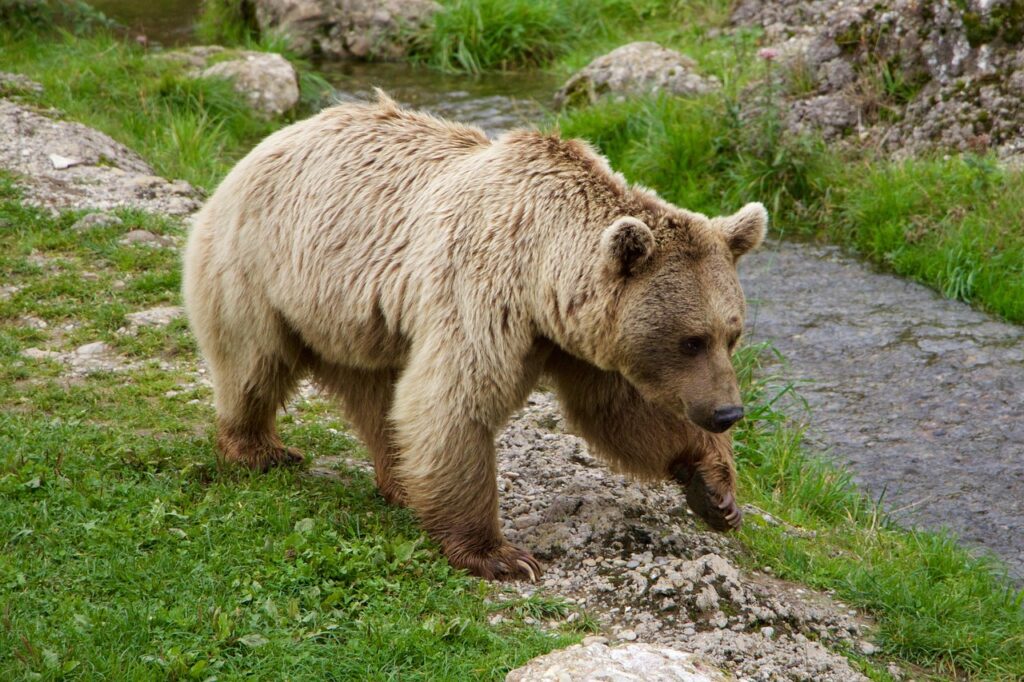 spray anti-orso