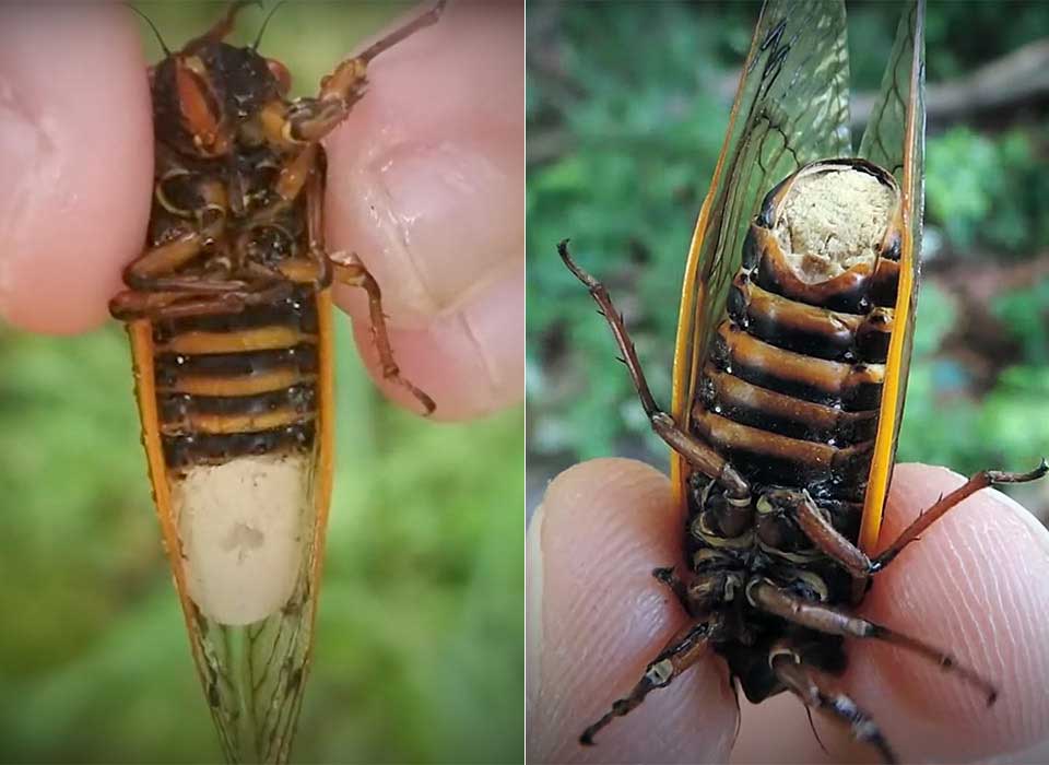 cicala zombie