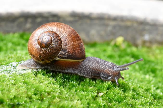 Lumaca comune