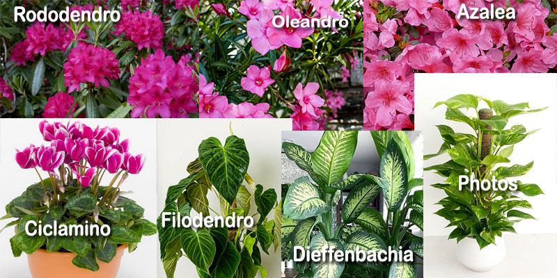 Piante ornamentali pericolose per i cani